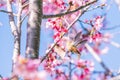 Pink Humming Bird Feasts Royalty Free Stock Photo