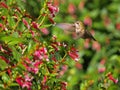 Flying Hummingbird