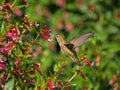 Flying; Hummingbird