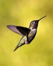 Flying Hummingbird