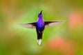 Flying hummingbird. Action wildlife scene from nature. Hummingbird from Costa Rica in tropic forest. Flying big blue bird Violet S