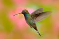 Flying hummingbird with beautiful background. White-tailed Hillstar, Urochroa bougueri, hummingbird in flight before ping flower,