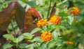 Flying Hummingbird Hawk Moth Royalty Free Stock Photo