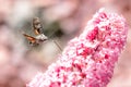 Flying Hummingbird hawk-moth with flower Royalty Free Stock Photo