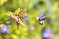 Flying Hummingbird hawk-moth and grasshoppers Royalty Free Stock Photo