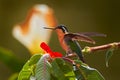 Flying hummingbird. Orange and green small bird from mountain cloud forest in Costa Rica. Purple-throated Mountain-gem with red Royalty Free Stock Photo