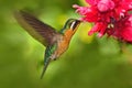 Flying hummingbird. Orange and green small bird from mountain cloud forest in Costa Rica. Purple-throated Mountain-gem with red fl