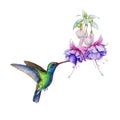 Flying hummingbird with tropical flower. Watercolor illustration. Hand drawn beautiful tiny flying bird. Bright colored