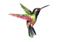 Flying hummingbird Royalty Free Stock Photo