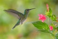 Flying hummingbird White-necked Jacobin Royalty Free Stock Photo