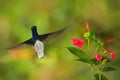 Flying hummingbird White-necked Jacobin next to pink red flower. Hummingbird Florisuga mellivora, from Rancho Naturalista in Costa Royalty Free Stock Photo