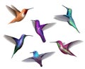 Flying hummingbirds. Little colored birds exotic jungle colored little hummingbirds vector realistic tropical collection