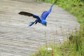 Flying hyacinthine macaw Royalty Free Stock Photo