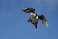Icelandic Puffin in flight looking for a place to land