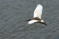 Flying Indian Pond Heron. Goa, India Royalty Free Stock Photo