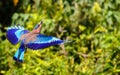 Flying Indian Roller with wings displayed