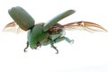 Flying insect beetle Royalty Free Stock Photo