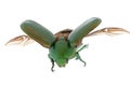 Flying insect beetle Royalty Free Stock Photo