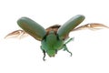 Flying insect beetle