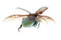 Flying insect beetle Royalty Free Stock Photo