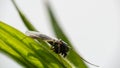 Flying insect mosquito, gnat sitting on green leaf, isolated on white background