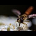 A flying insect sat on a flower