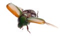 Flying insect scarab beetle