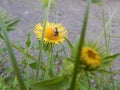 flying insect sitting on a flower with yellow petals Royalty Free Stock Photo