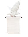 Flying isolated white dove with scroll Royalty Free Stock Photo