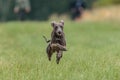 Flying Italian Greyhound in the field on lure coursing competition