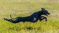 Flying Italian Greyhound in the field on lure coursing competition