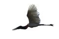 Flying Jabiru Stork isolated on white background Royalty Free Stock Photo