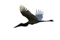 Flying Jabiru Stork isolated on white background