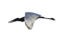 Flying Jabiru Stork isolated on white background Royalty Free Stock Photo