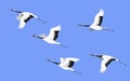 Flying Japanese Stork Flock