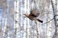 Flying jay in spring birch forest Royalty Free Stock Photo