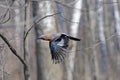 Flying jay in spring birch forest Royalty Free Stock Photo