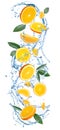 Flying juicy orange slices, citrus leaves and water splash