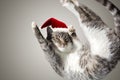 Flying or jumping funny tabby santa cat in red hat isolated on white and gray background. Copy space. Greeting card template. Royalty Free Stock Photo