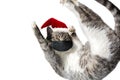 Flying or jumping funny tabby santa cat in red hat wearing black medical facial mask isolated on white background. Copy space.