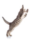 Flying or jumping cat kitten isolated on white Royalty Free Stock Photo