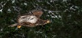 A Flying Juvenile Bald Eagle (Haliaeetus leucocephalus) Royalty Free Stock Photo