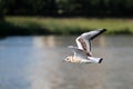 Flying juvenile Black-headed gull or Chroicocephalus ridibundus syn. Larus ridibundus against lake Royalty Free Stock Photo