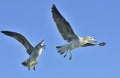 Flying Juvenile Dominican gulls. Blue sky background Royalty Free Stock Photo