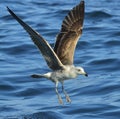 Flying Juvenile Kelp gull. Blue water of the oce Royalty Free Stock Photo