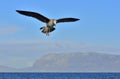 Flying Juvenile Kelp gull Larus dominicanus, also known as the Dominican gull and Black Backed Kelp Gull. Blue sky background. Royalty Free Stock Photo