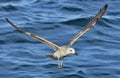 Flying Juvenile Kelp gull Larus dominicanus, also known as the Dominican gull and Black Backed Kelp Gull. Blue water of the oce Royalty Free Stock Photo