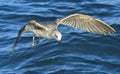 Flying  Juvenile Kelp gull Larus dominicanus, also known as the Dominican gull and Black Backed Kelp Gull. Blue water of the Royalty Free Stock Photo