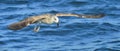 Flying  Juvenile Kelp gull Larus dominicanus, also known as the Dominican gull and Black Backed Kelp Gull. Blue water of the Royalty Free Stock Photo