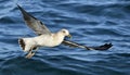 Flying  Juvenile Kelp gull Larus dominicanus, also known as the Dominican gull and Black Backed Kelp Gull. Blue water of the Royalty Free Stock Photo